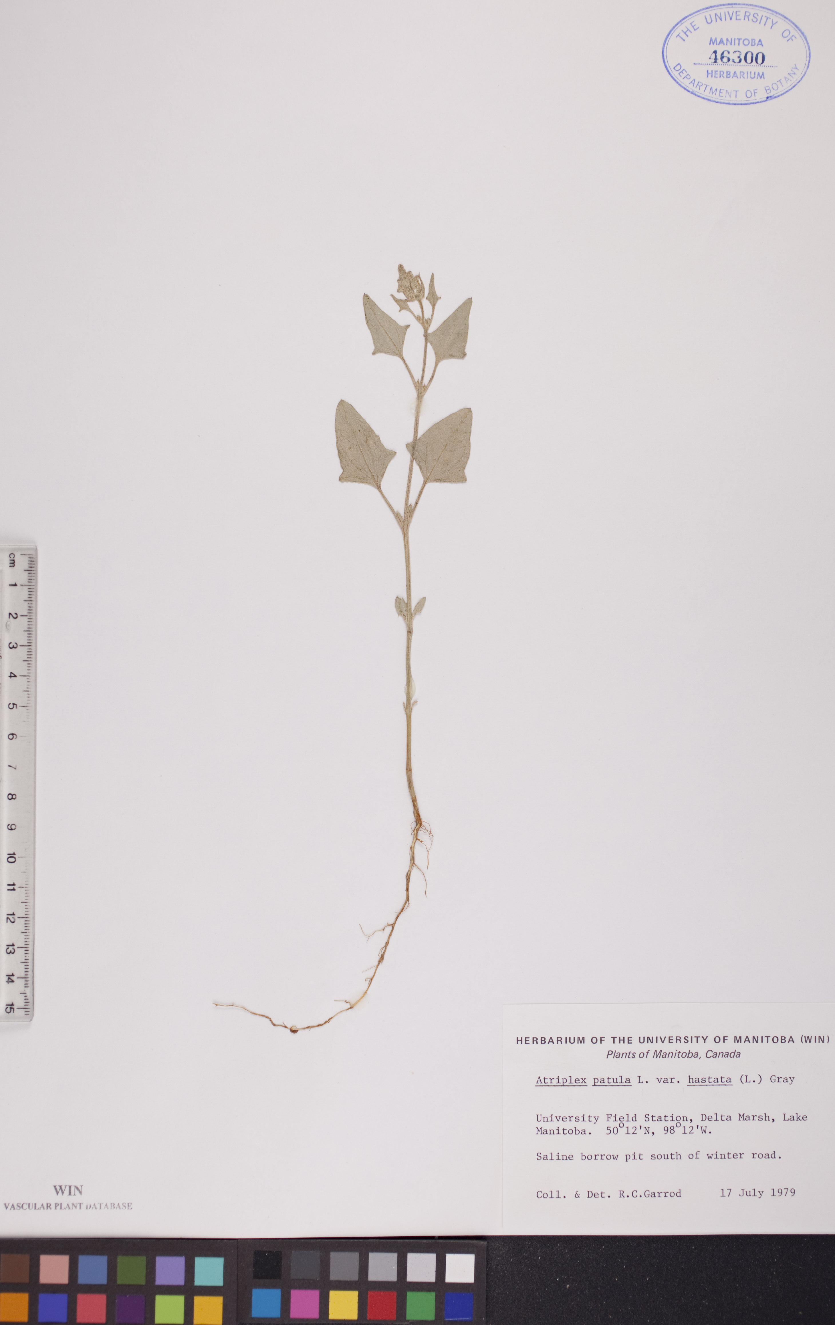 Atriplex prostrata image